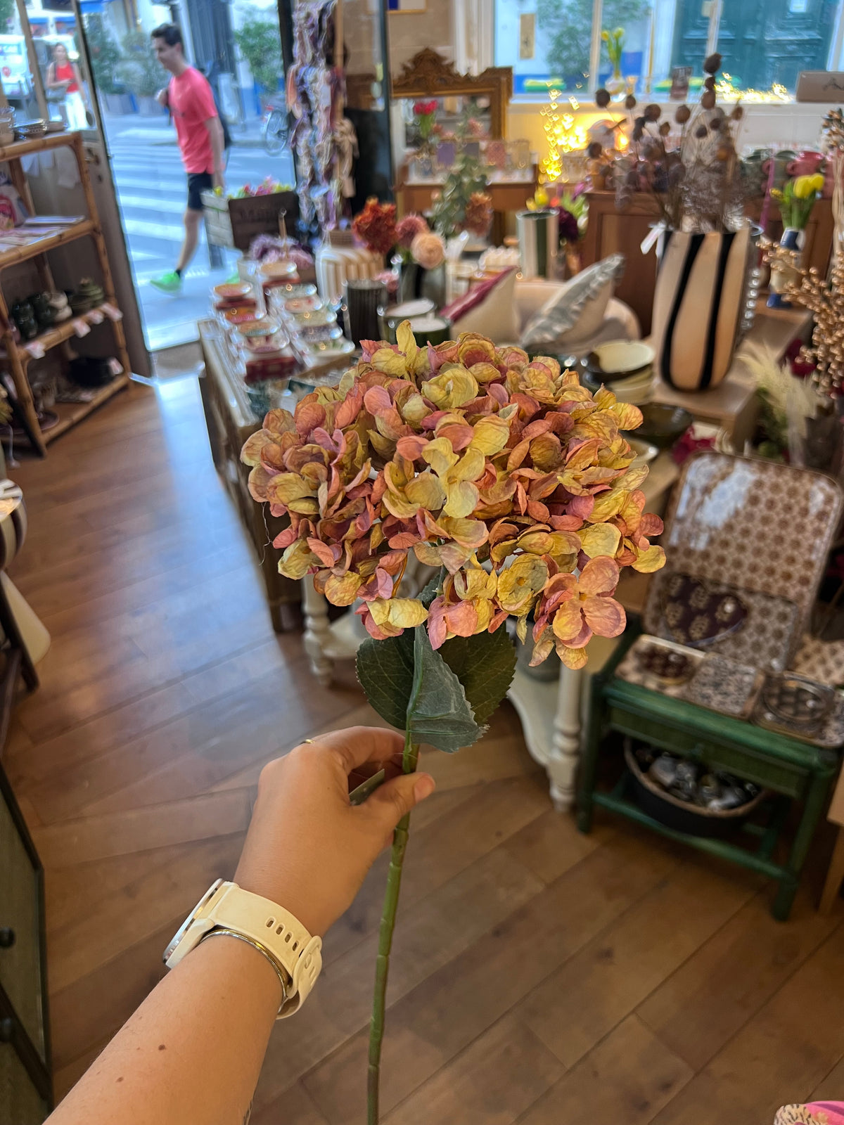 Hortensia Rose et Verte