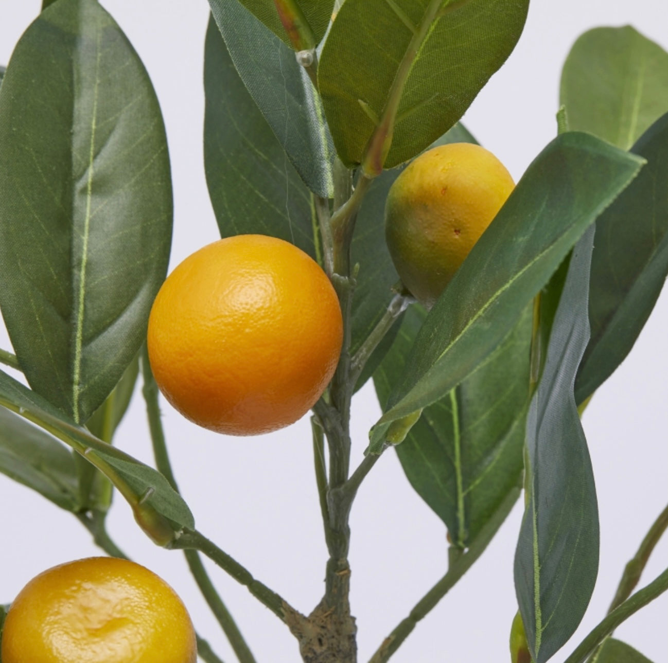 MANDARINIER AVEC FRUITS EN POT H48 / MÉLANGE DE VERT