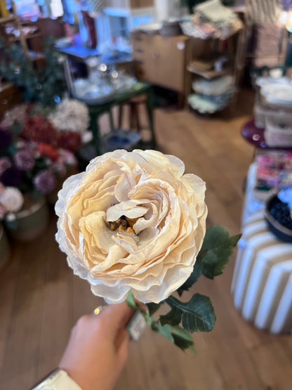 Renoncule beige