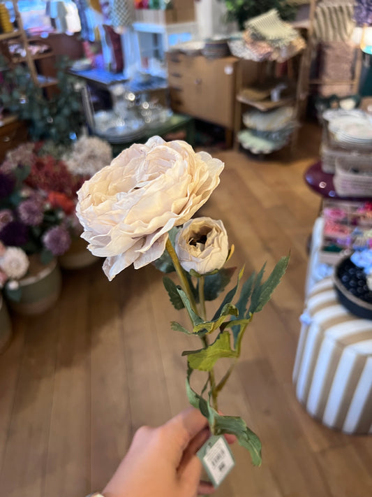Renoncule beige