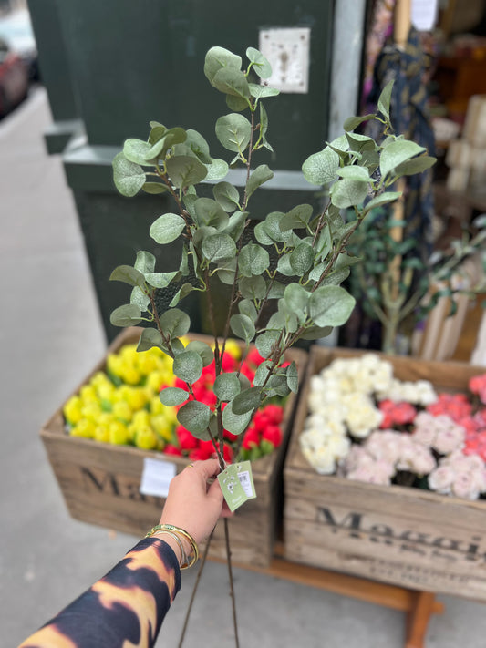 Eucalyptus