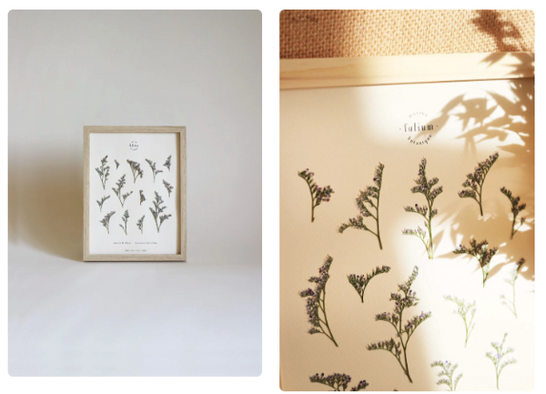 Herbier - n°38 · L'Immortelle