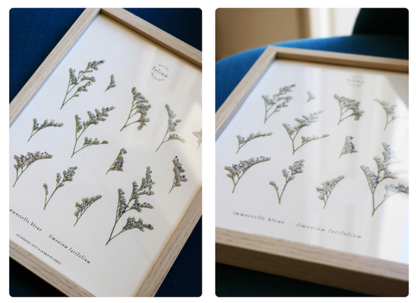 Herbier - n°38 · L'Immortelle