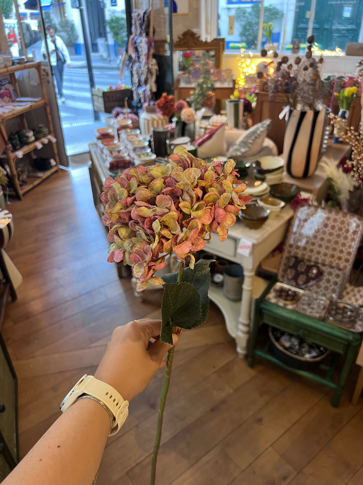 Hortensia Rose et Verte