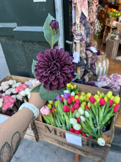 Dahlia Pourpre